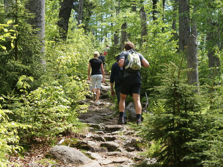 Eine Gruppe von Gästen wandert auf einem Steig durch einen Abschnitt des Bayerischen Wald.