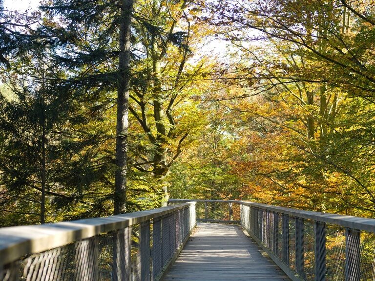 Ein herbstliches Blätterdach umgibt den Weg des Baumwipfelpfades im Nationalpark bayerischer Wald.