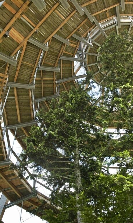 Ein interessantes Meisterwerk in seiner Konstruktion ist das Baumei im Bayerischen Wald als Ende des Waldwipfelpfades. In einer Spirale geht es in immer kleiner werdenden Kreisen nach oben bis zur Spitze.