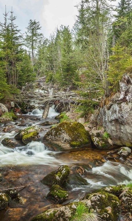 Bild eines Wildbaches der sich durch den Bayerischen Wald schlängelt.