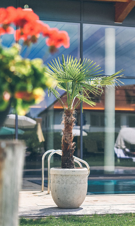 Stimmungsbild mit Palme am Pooleinstieg des Außenpools von Hotel Eilb-Brunner.