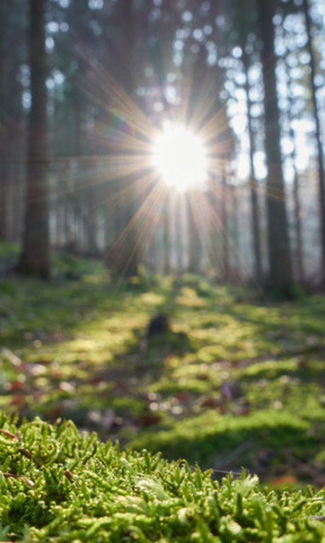 Grünes saftiges Moos, zwischen den Bäumen scheint die Sonne und taucht den Wald in besonderes Licht.