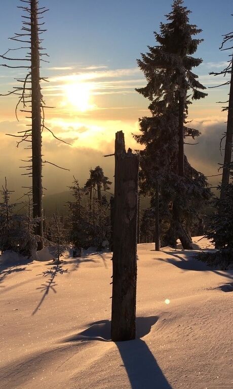 Der Lusenwald im Winter und bei Sonnenschein - viele kahle Baumstämme und eine Umgebung die mit Schnee bedeckt ist.