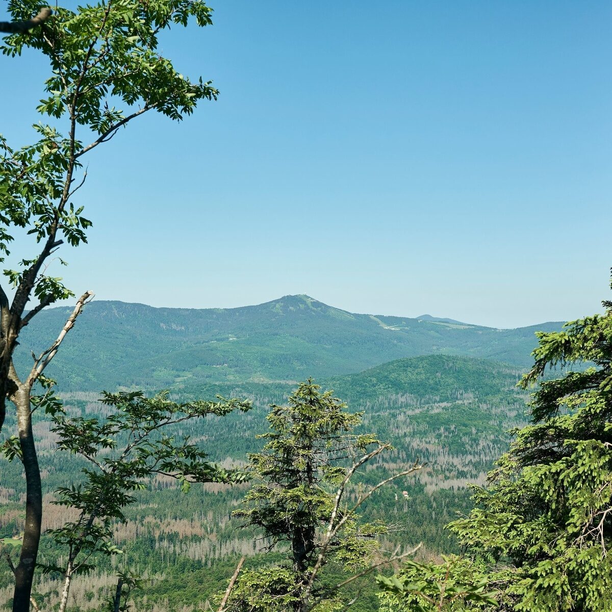 Bayerischer Wald