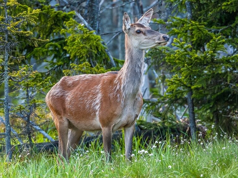 Verschiedene Waldtiere erwarten Sie im Tierfreigelände des Nationalpark Bayerischer Wald.