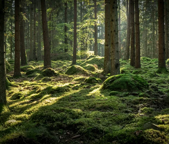 Sonnendurchfluteter Wald mit moosbedecktem Boden und hohen Bäumen