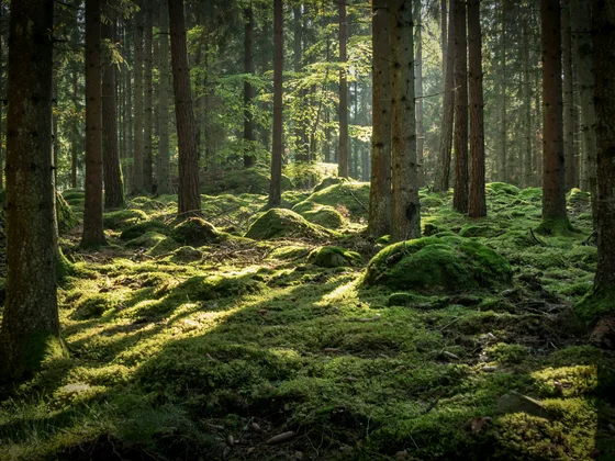 Sonnendurchfluteter Wald mit moosbedecktem Boden und hohen Bäumen