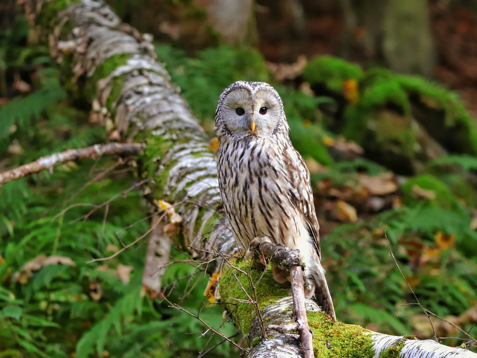 Eule sitzt auf moosbedecktem Baumstamm im Wald