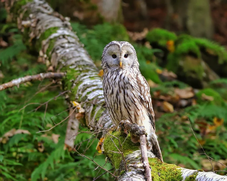 Eule sitzt auf moosbedecktem Baumstamm im Wald