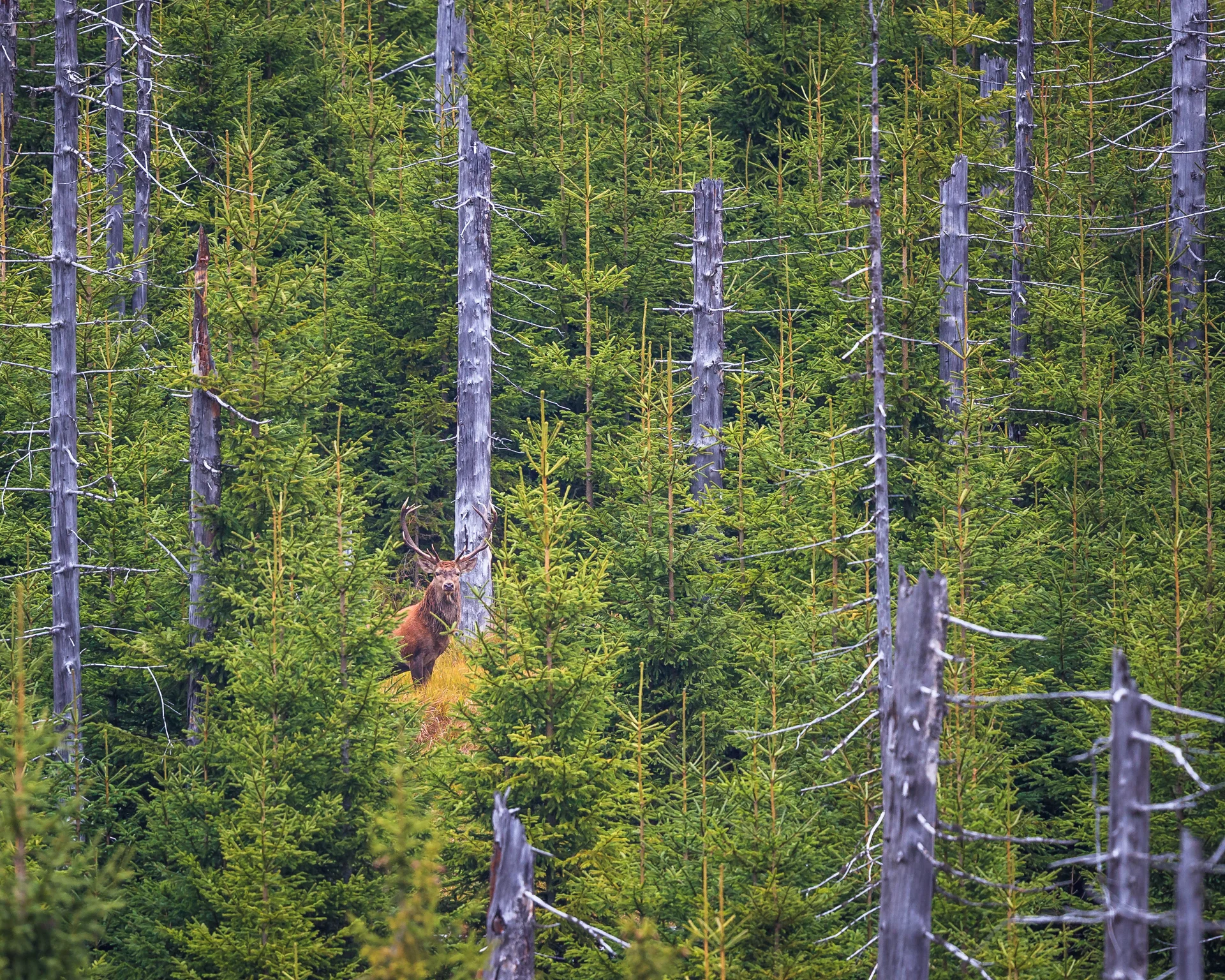Rothirsch steht zwischen jungen und abgestorbenen Nadelbäumen im Wald