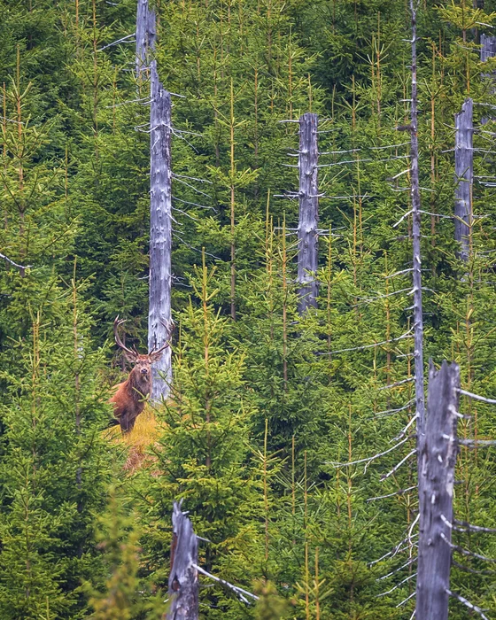 Rothirsch steht zwischen jungen und abgestorbenen Nadelbäumen im Wald