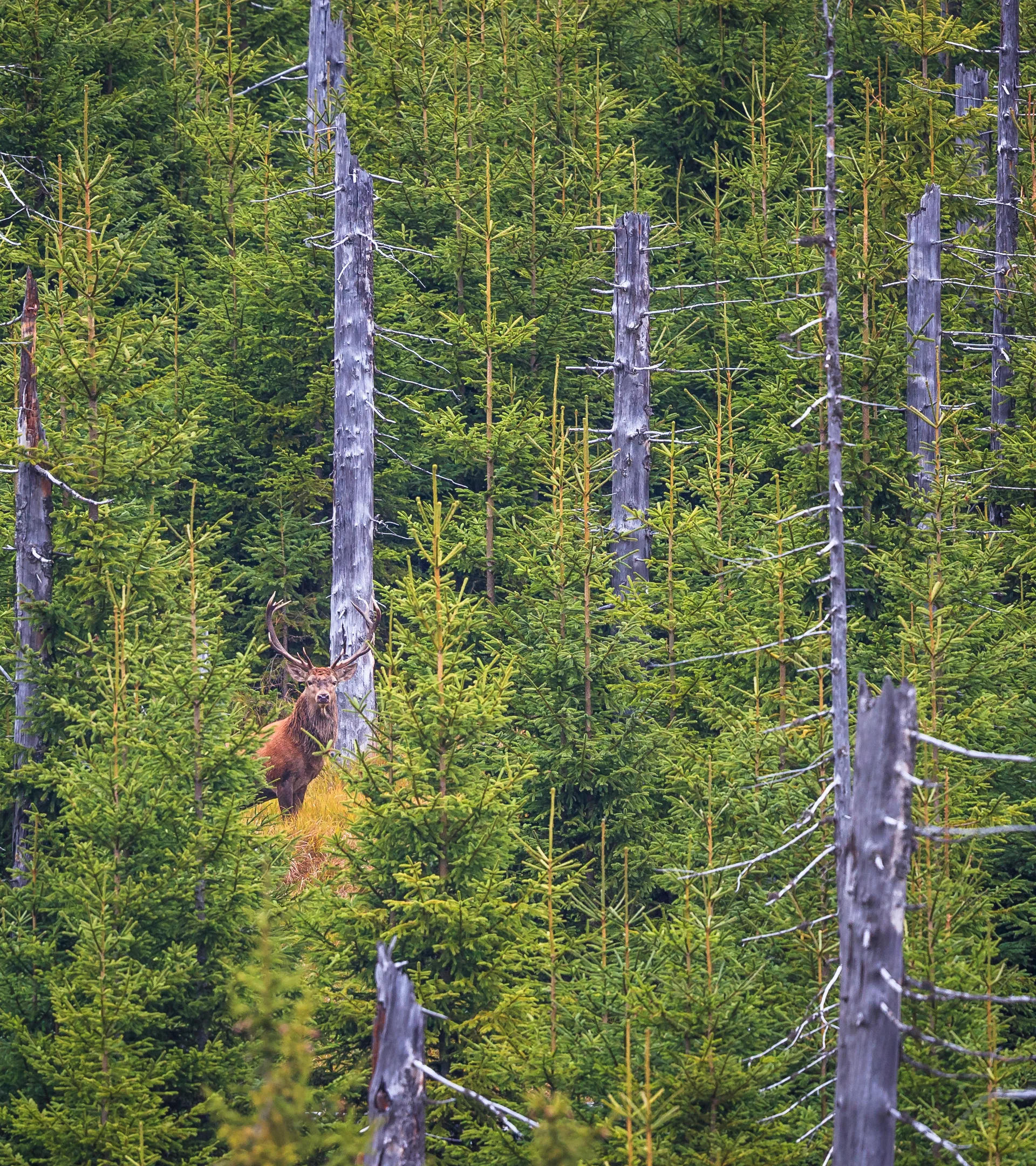 Rothirsch steht zwischen jungen und abgestorbenen Nadelbäumen im Wald