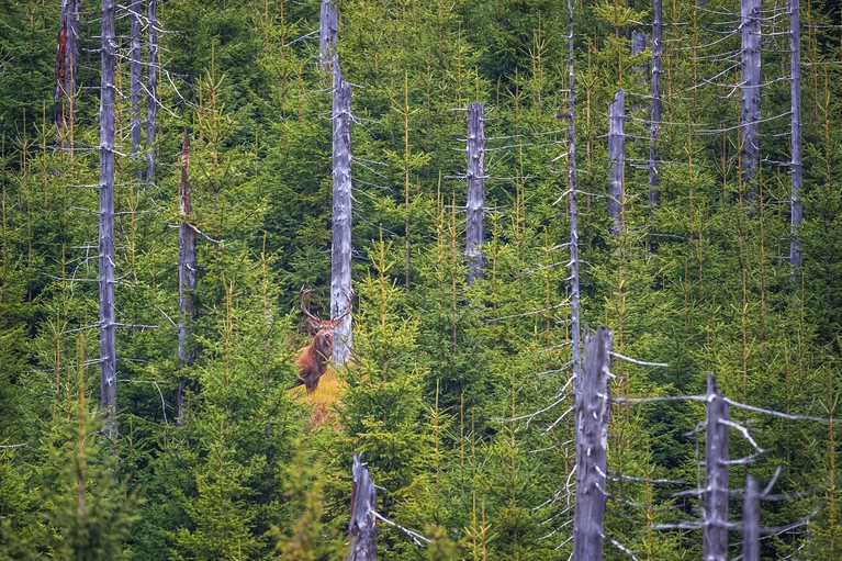 Rothirsch steht zwischen jungen und abgestorbenen Nadelbäumen im Wald