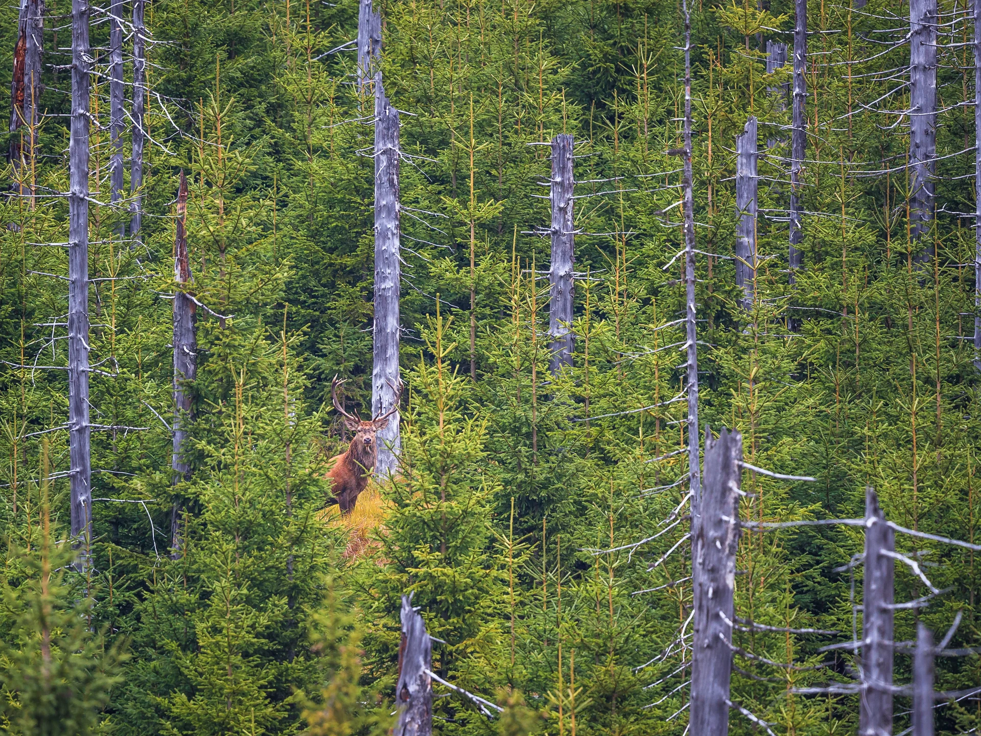 Rothirsch steht zwischen jungen und abgestorbenen Nadelbäumen im Wald