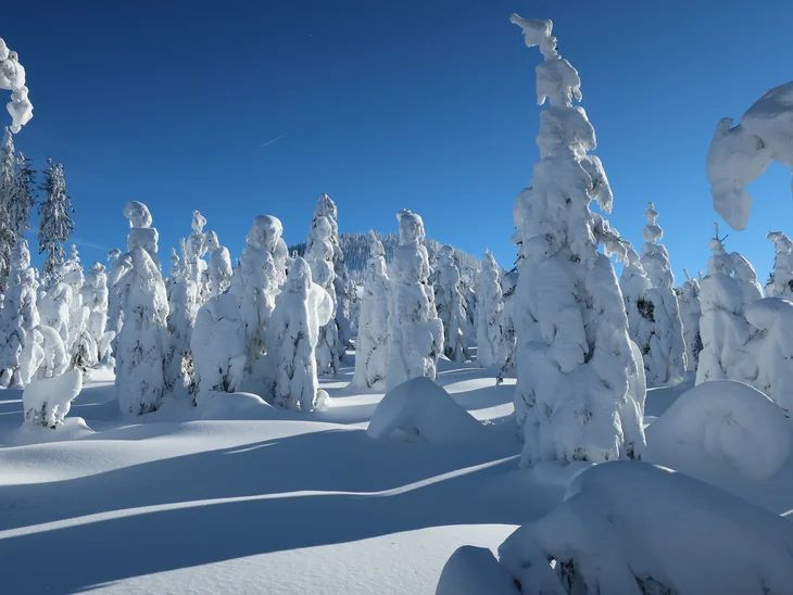 Verschneite Bäume in einer Winterlandschaft unter klarem blauem Himmel