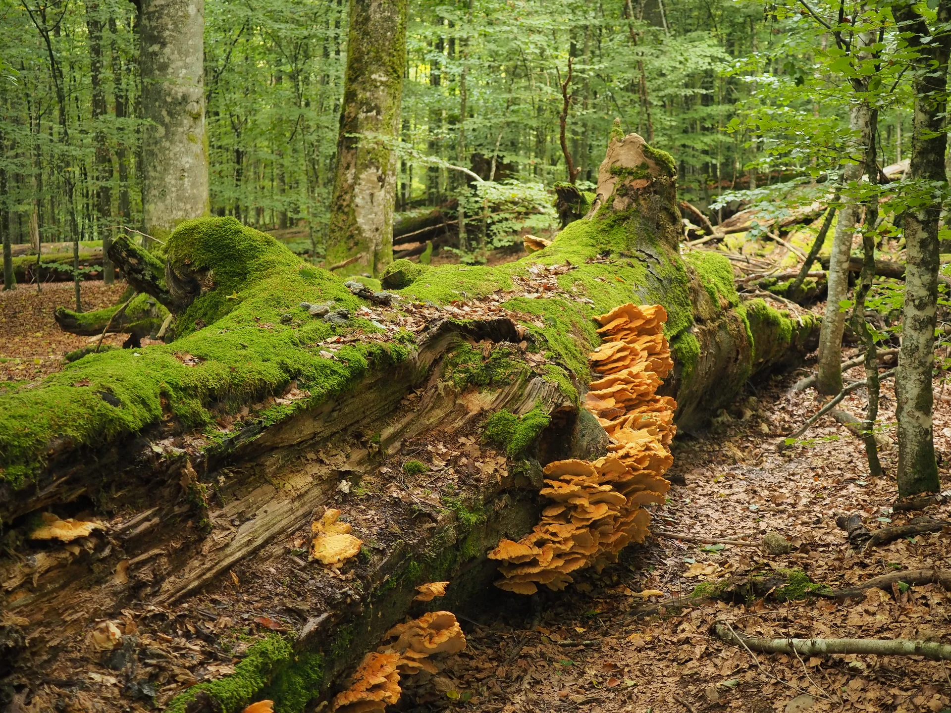 Umgestürzter Baum mit Moos und orangefarbenen Pilzen im Wald