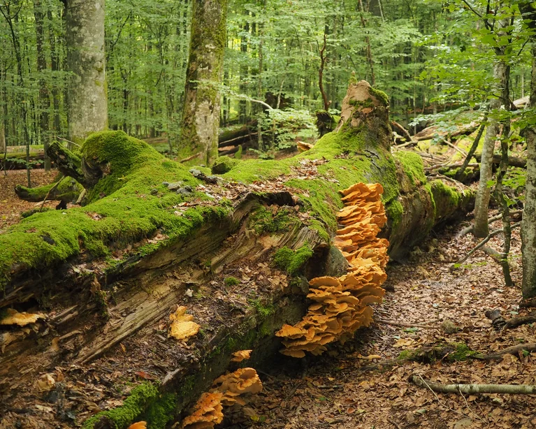 Umgestürzter Baum mit Moos und orangefarbenen Pilzen im Wald