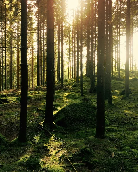 Sonnenlicht scheint durch dichten Wald mit moosbedecktem Boden