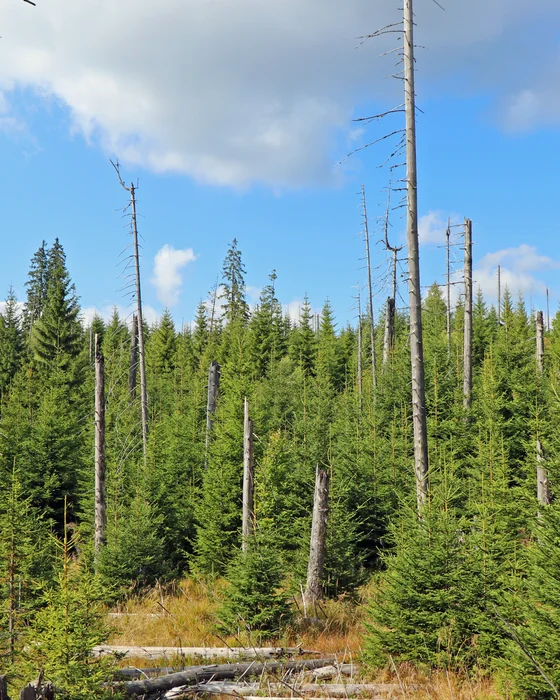 Wald mit abgestorbenen Bäumen und jungen grünen Tannen unter blauem Himmel