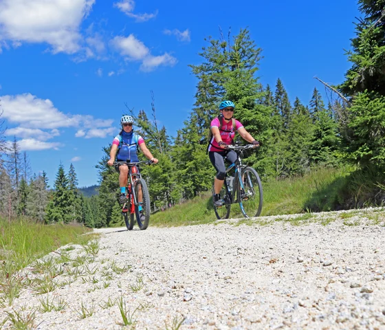 Zwei Radfahrer auf einem Waldweg bei sonnigem Wetter