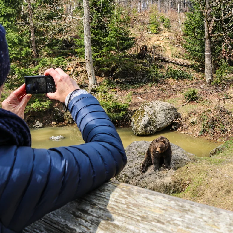 Person fotografiert Braunbären in einem bewaldeten Gehege mit Teich
