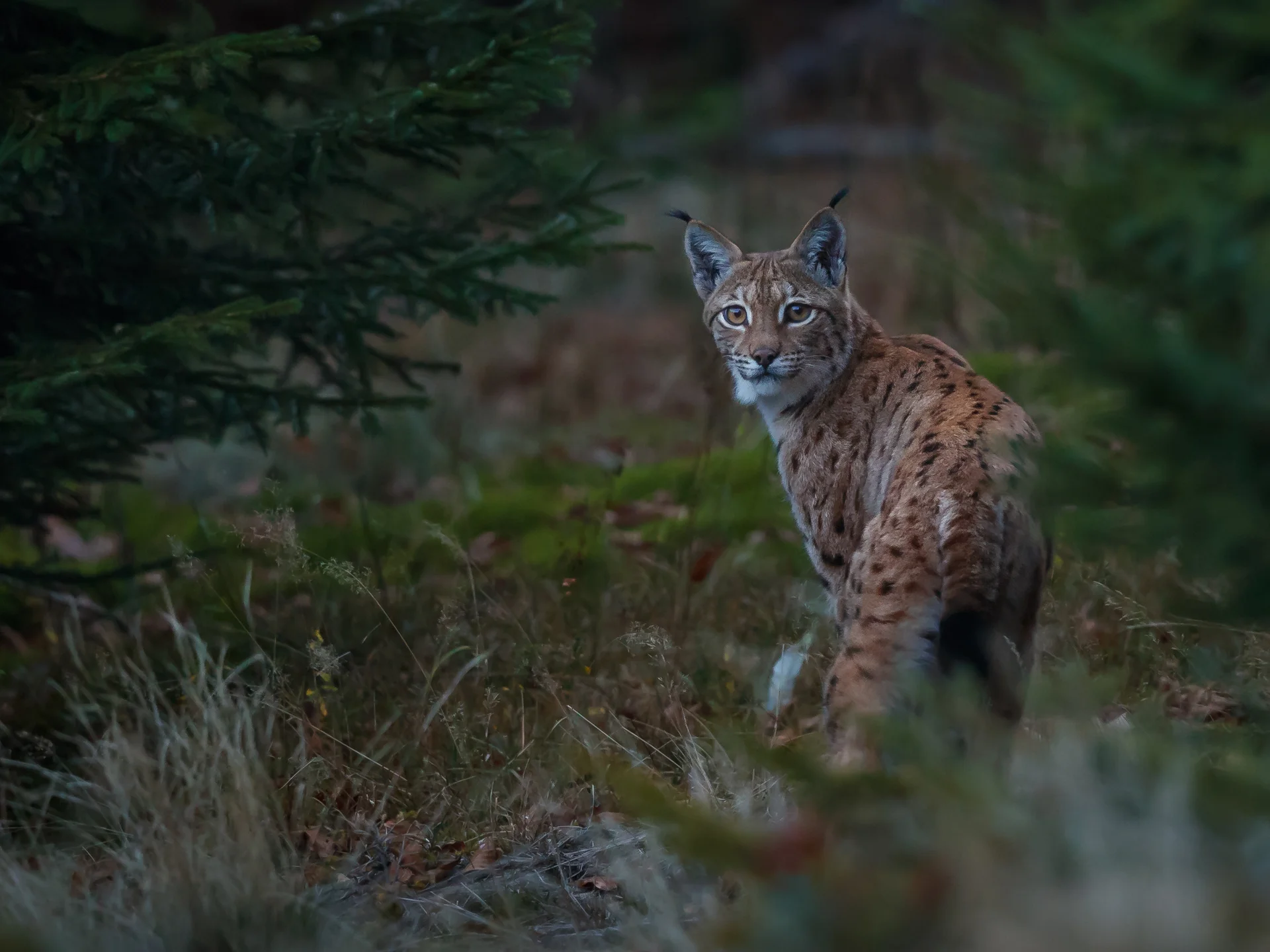 Luchs blickt zurück im Wald mit Tannen und Gras