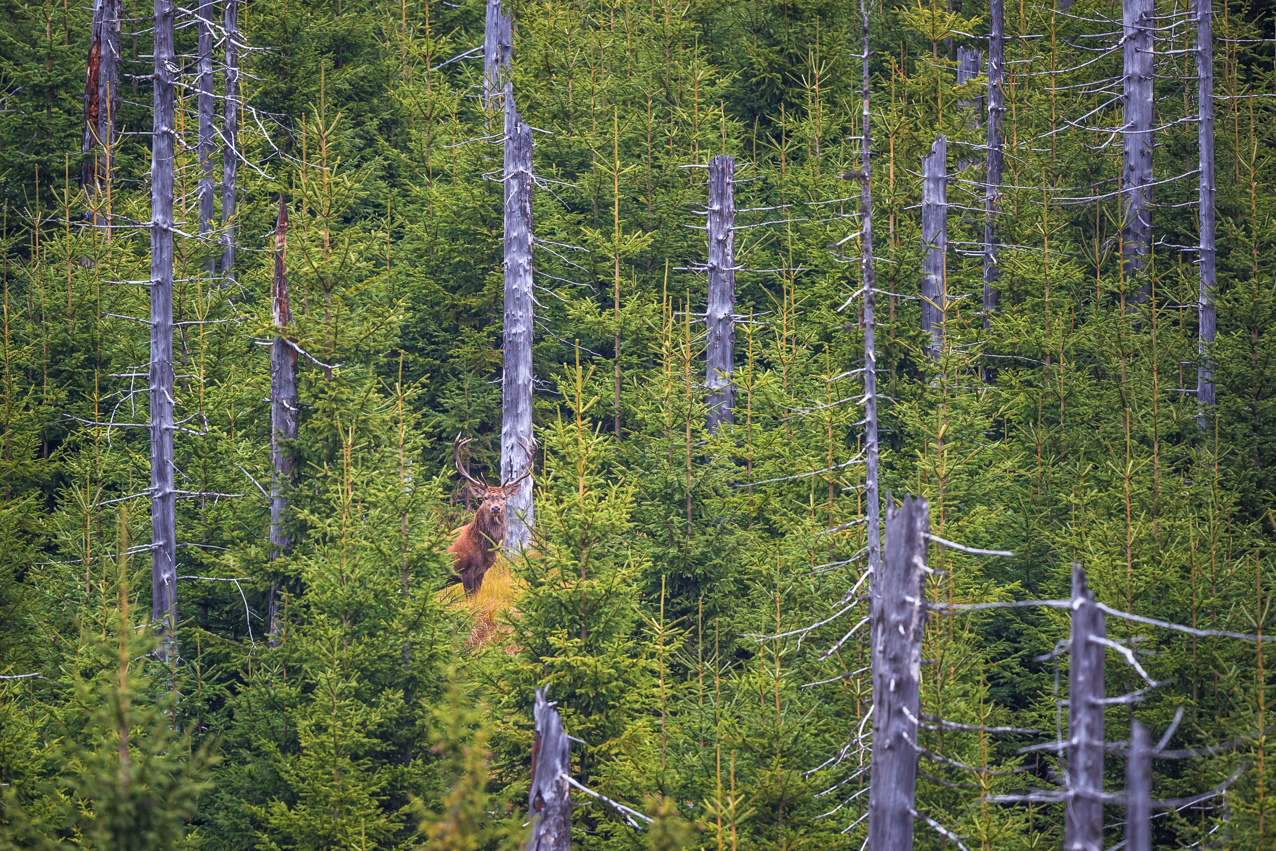 Rothirsch steht zwischen jungen und abgestorbenen Nadelbäumen im Wald